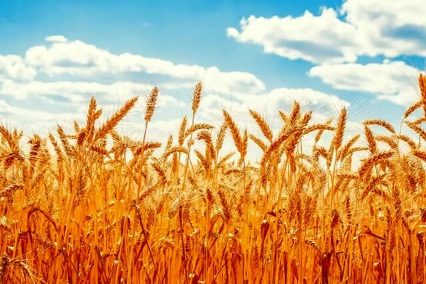 میزان اعتبار تخصیص بافته بخش کشاورزی در بودجه ۱۴۰۵